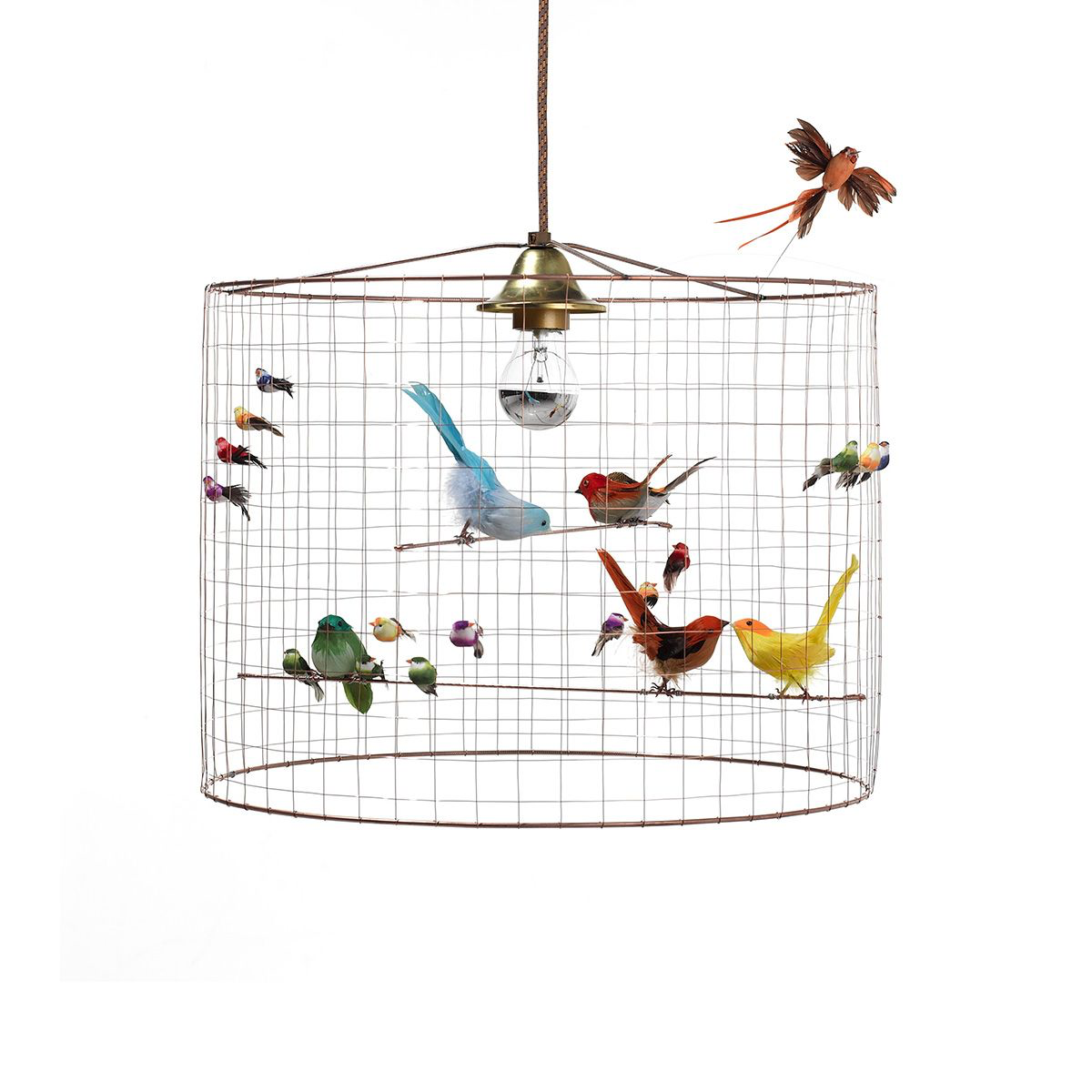 Aviary Lights - Haute