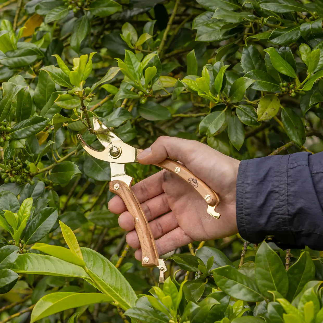 Gold Plated Pruner